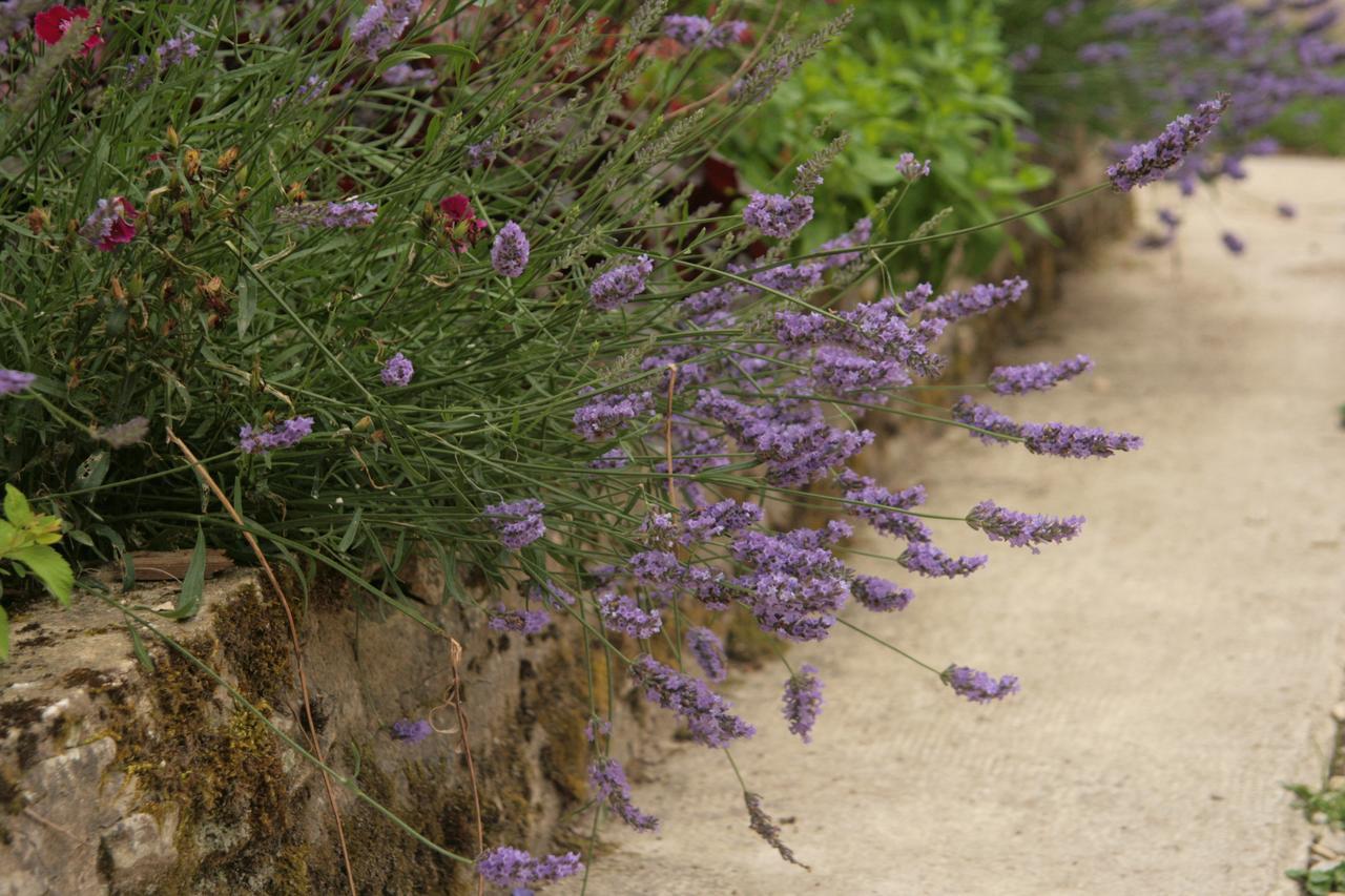 Domaine Des Douves Bed & Breakfast Ancy-le-Franc ภายนอก รูปภาพ